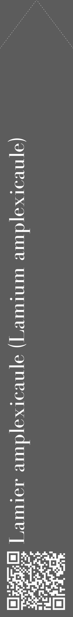 Étiquette de : Lamium amplexicaule - format c - style blanche49_simple_simplebod avec qrcode et comestibilité - position verticale