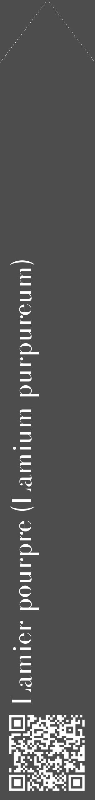 Étiquette de : Lamium purpureum - format c - style blanche28_simple_simplebod avec qrcode et comestibilité - position verticale