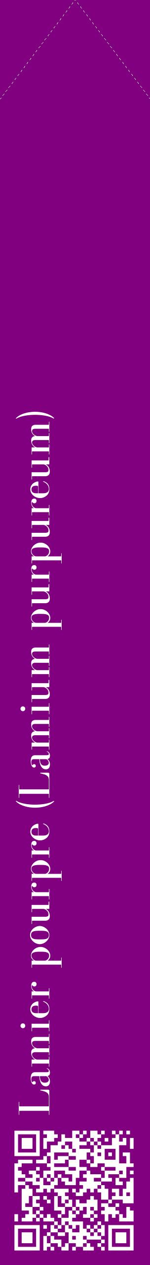 Étiquette de : Lamium purpureum - format c - style blanche46_simplebod avec qrcode et comestibilité