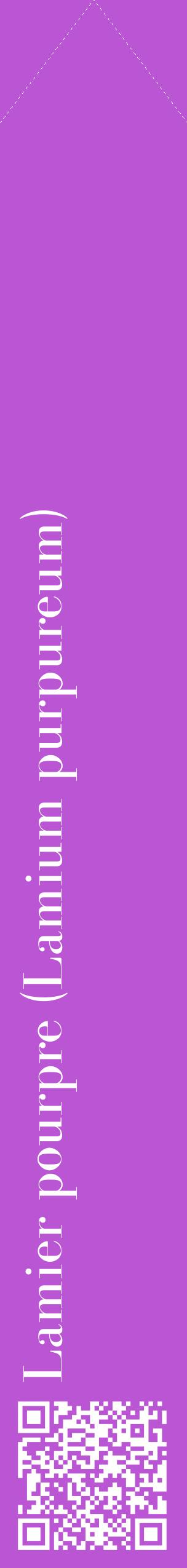 Étiquette de : Lamium purpureum - format c - style blanche50_simplebod avec qrcode et comestibilité