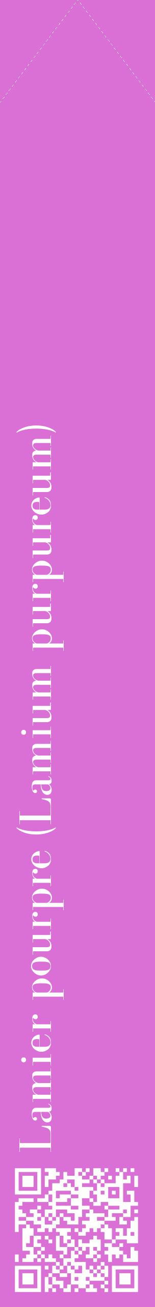 Étiquette de : Lamium purpureum - format c - style blanche52_simplebod avec qrcode et comestibilité