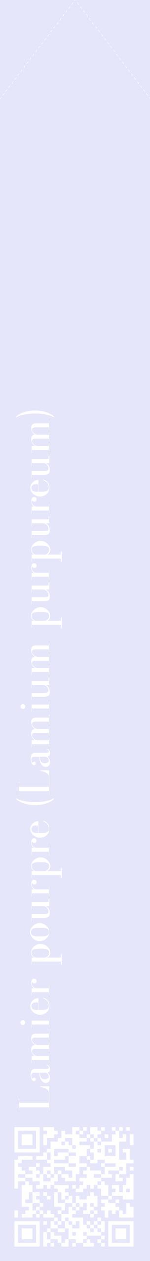 Étiquette de : Lamium purpureum - format c - style blanche55_simplebod avec qrcode et comestibilité