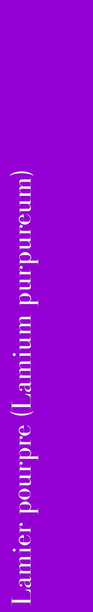 Étiquette de : Lamium purpureum - format c - style blanche48_basiquebod avec comestibilité