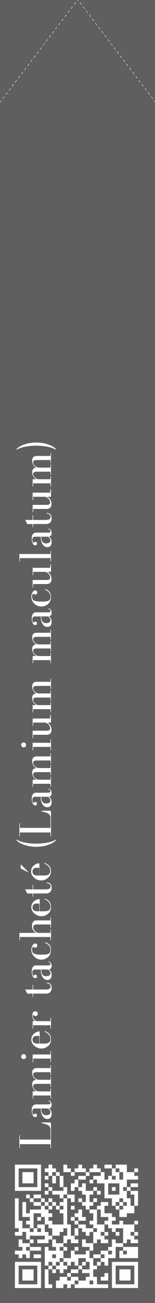Étiquette de : Lamium maculatum - format c - style blanche10_simple_simplebod avec qrcode et comestibilité - position verticale