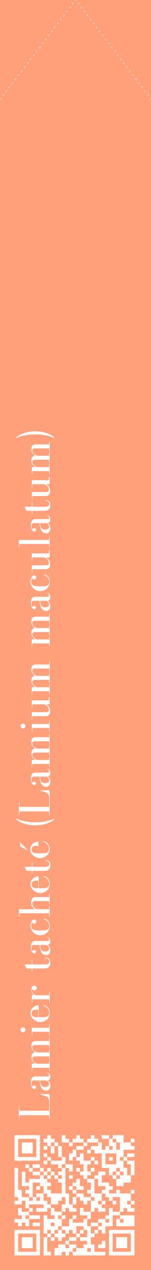 Étiquette de : Lamium maculatum - format c - style blanche39_simplebod avec qrcode et comestibilité