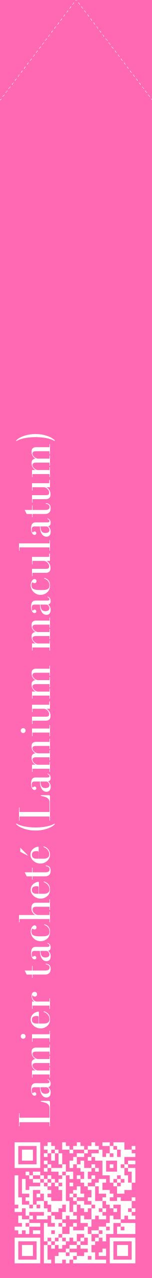 Étiquette de : Lamium maculatum - format c - style blanche42_simplebod avec qrcode et comestibilité
