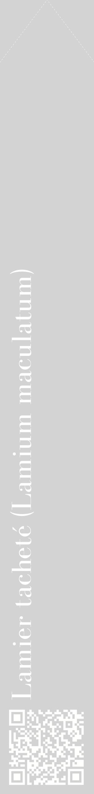 Étiquette de : Lamium maculatum - format c - style blanche56_simplebod avec qrcode et comestibilité
