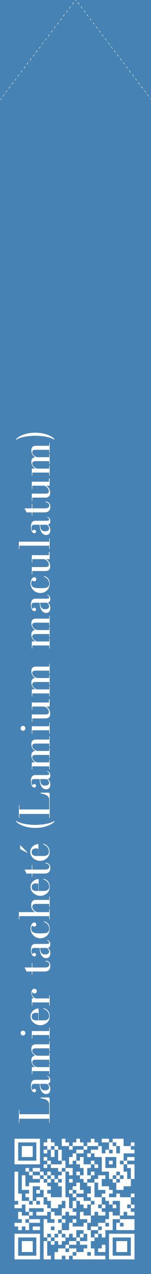 Étiquette de : Lamium maculatum - format c - style blanche5_simplebod avec qrcode et comestibilité