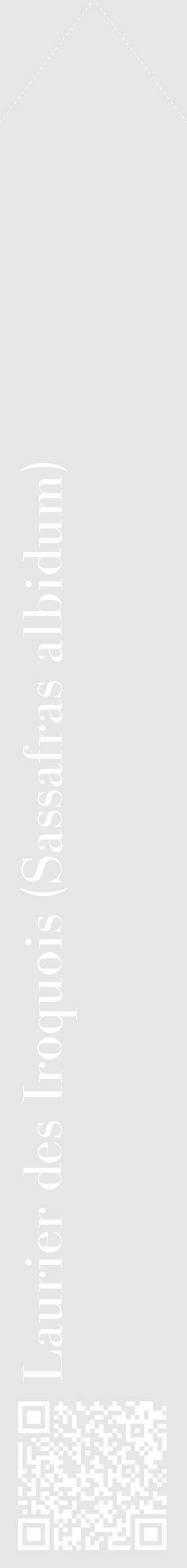 Étiquette de : Sassafras albidum - format c - style blanche18_simple_simplebod avec qrcode et comestibilité - position verticale