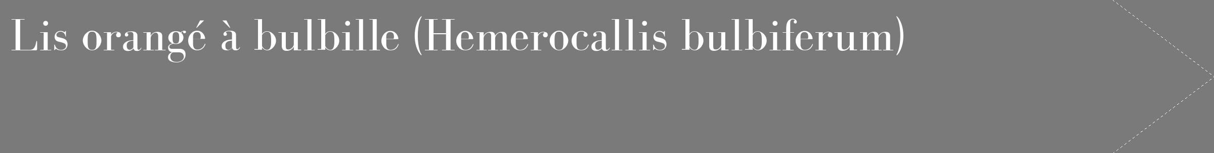 Étiquette de : Hemerocallis bulbiferum - format c - style blanche3_simple_simplebod avec comestibilité