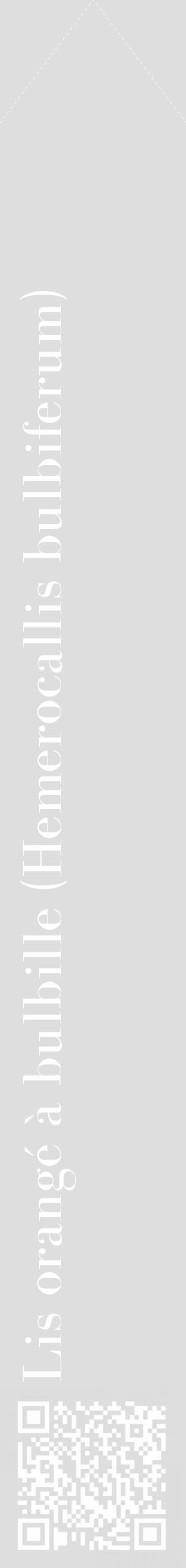 Étiquette de : Hemerocallis bulbiferum - format c - style blanche20_simple_simplebod avec qrcode et comestibilité - position verticale