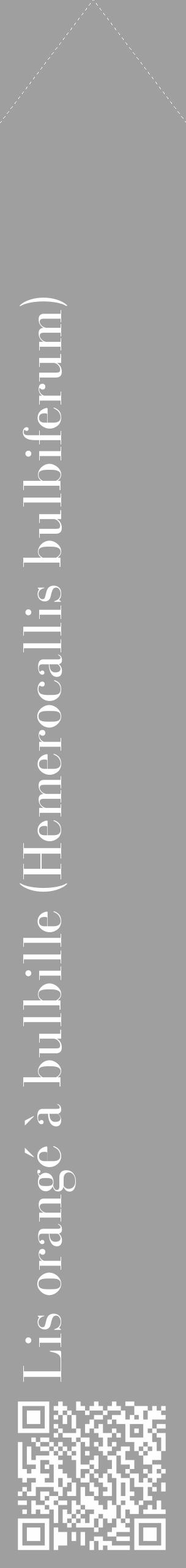 Étiquette de : Hemerocallis bulbiferum - format c - style blanche24_simple_simplebod avec qrcode et comestibilité - position verticale