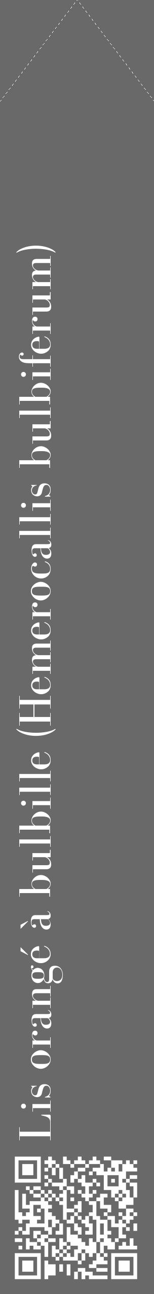 Étiquette de : Hemerocallis bulbiferum - format c - style blanche51_simple_simplebod avec qrcode et comestibilité - position verticale