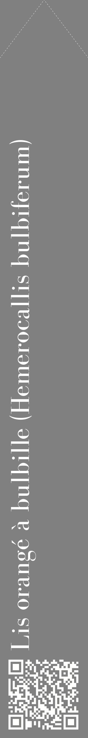 Étiquette de : Hemerocallis bulbiferum - format c - style blanche57_simplebod avec qrcode et comestibilité