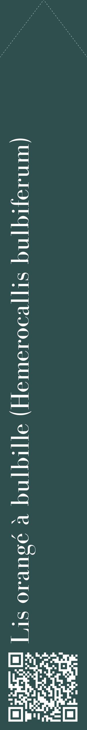 Étiquette de : Hemerocallis bulbiferum - format c - style blanche58_simplebod avec qrcode et comestibilité