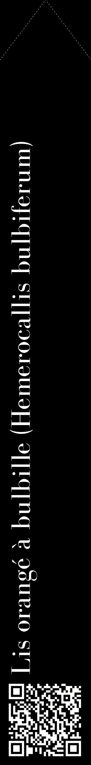 Étiquette de : Hemerocallis bulbiferum - format c - style blanche59_simplebod avec qrcode et comestibilité