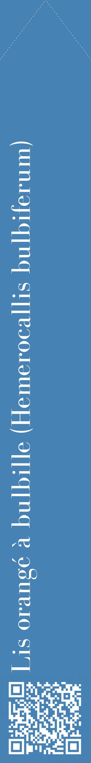 Étiquette de : Hemerocallis bulbiferum - format c - style blanche5_simplebod avec qrcode et comestibilité