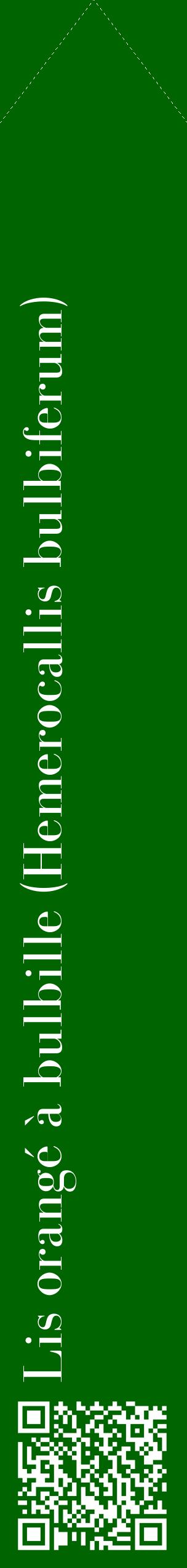 Étiquette de : Hemerocallis bulbiferum - format c - style blanche8_simplebod avec qrcode et comestibilité