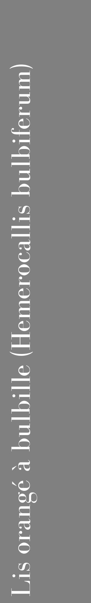 Étiquette de : Hemerocallis bulbiferum - format c - style blanche57_basiquebod avec comestibilité