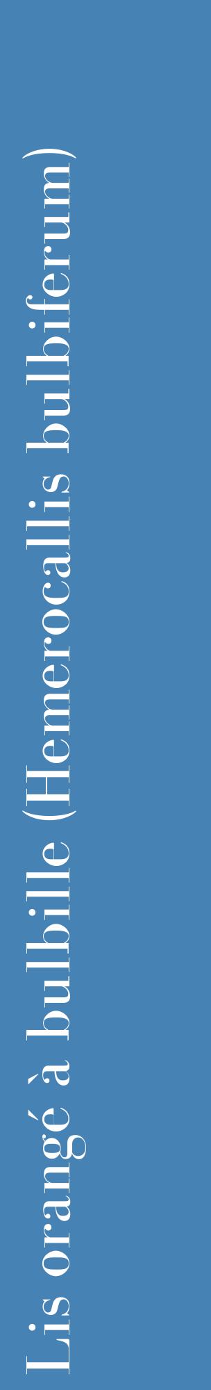 Étiquette de : Hemerocallis bulbiferum - format c - style blanche5_basiquebod avec comestibilité