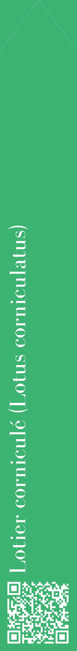 Étiquette de : Lotus corniculatus - format c - style blanche12_simplebod avec qrcode et comestibilité