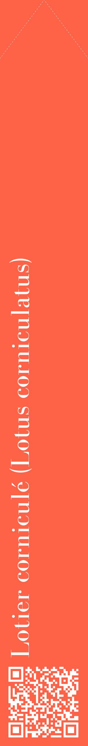 Étiquette de : Lotus corniculatus - format c - style blanche25_simplebod avec qrcode et comestibilité