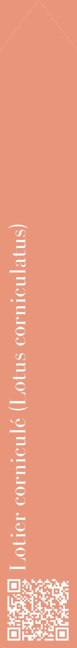 Étiquette de : Lotus corniculatus - format c - style blanche37_simplebod avec qrcode et comestibilité