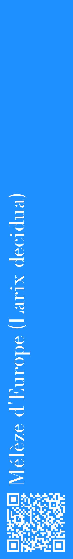 Étiquette de : Larix decidua - format c - style blanche3_basiquebod avec qrcode et comestibilité