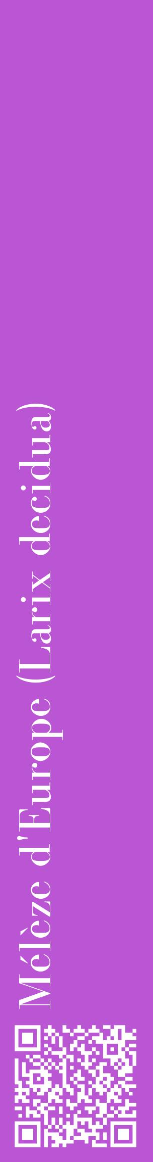 Étiquette de : Larix decidua - format c - style blanche50_basiquebod avec qrcode et comestibilité