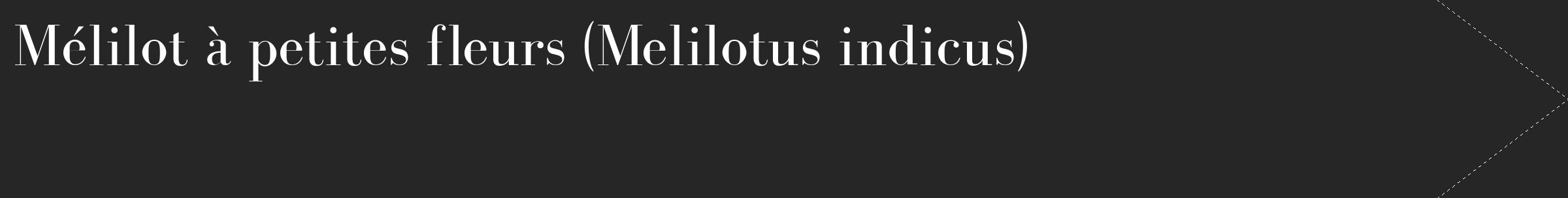 Étiquette de : Melilotus indicus - format c - style blanche29_simple_simplebod avec comestibilité