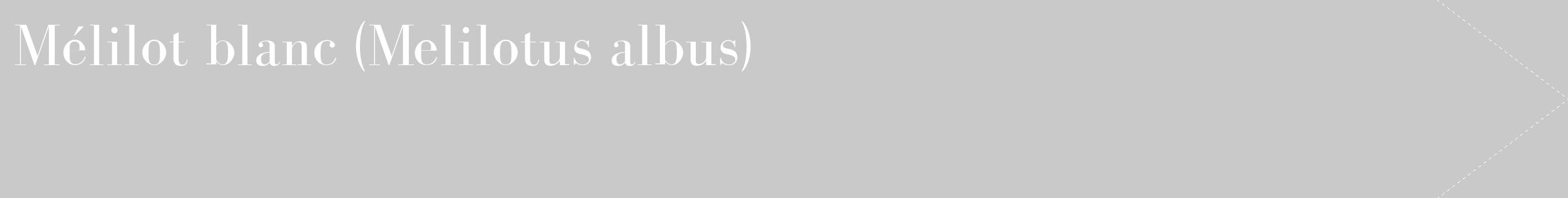 Étiquette de : Melilotus albus - format c - style blanche54_simple_simplebod avec comestibilité
