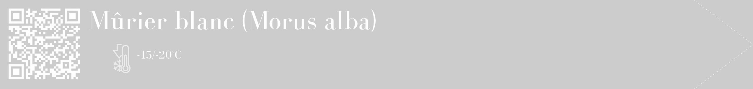Étiquette de : Morus alba - format c - style blanche0_simple_simplebod avec qrcode et comestibilité