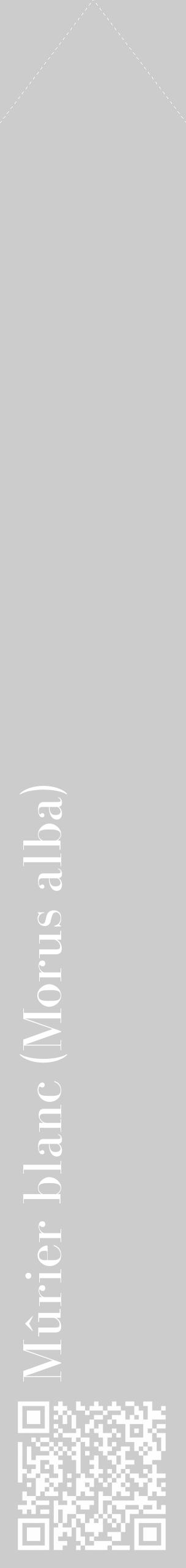 Étiquette de : Morus alba - format c - style blanche0_simple_simplebod avec qrcode et comestibilité - position verticale