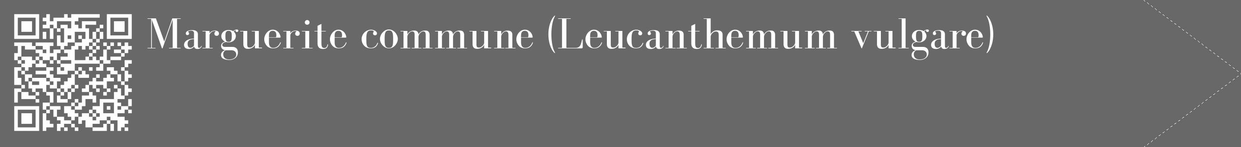 Étiquette de : Leucanthemum vulgare - format c - style blanche43_simple_simplebod avec qrcode et comestibilité