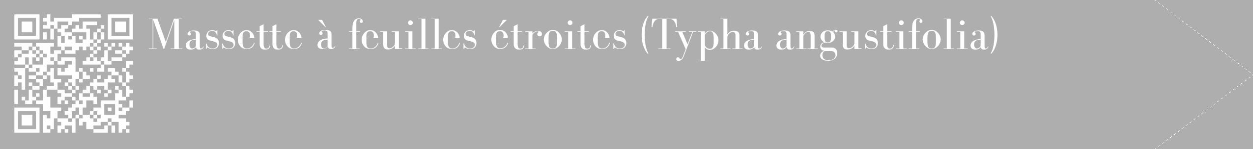 Étiquette de : Typha angustifolia - format c - style blanche53_simple_simplebod avec qrcode et comestibilité