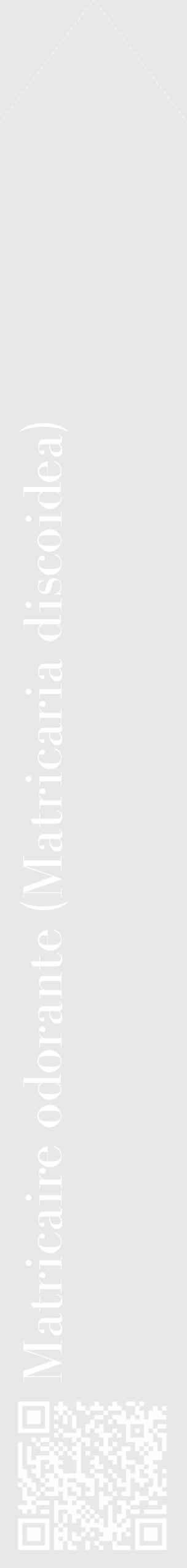Étiquette de : Matricaria discoidea - format c - style blanche55_simple_simplebod avec qrcode et comestibilité - position verticale