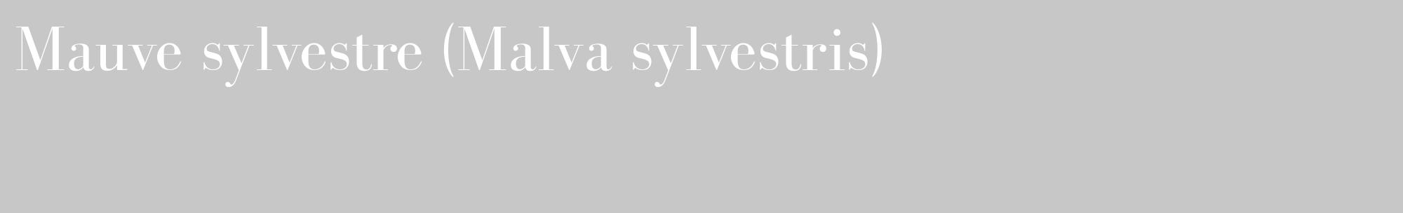 Étiquette de : Malva sylvestris - format c - style blanche15_basique_basiquebod avec comestibilité