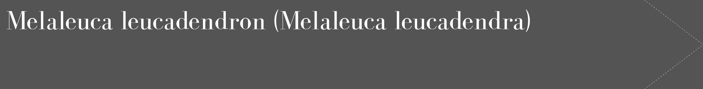 Étiquette de : Melaleuca leucadendra - format c - style blanche36_simple_simplebod avec comestibilité