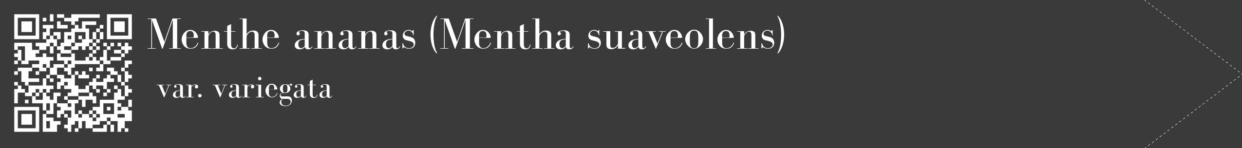 Étiquette de : Mentha suaveolens var. variegata - format c - style blanche8_simple_simplebod avec qrcode et comestibilité
