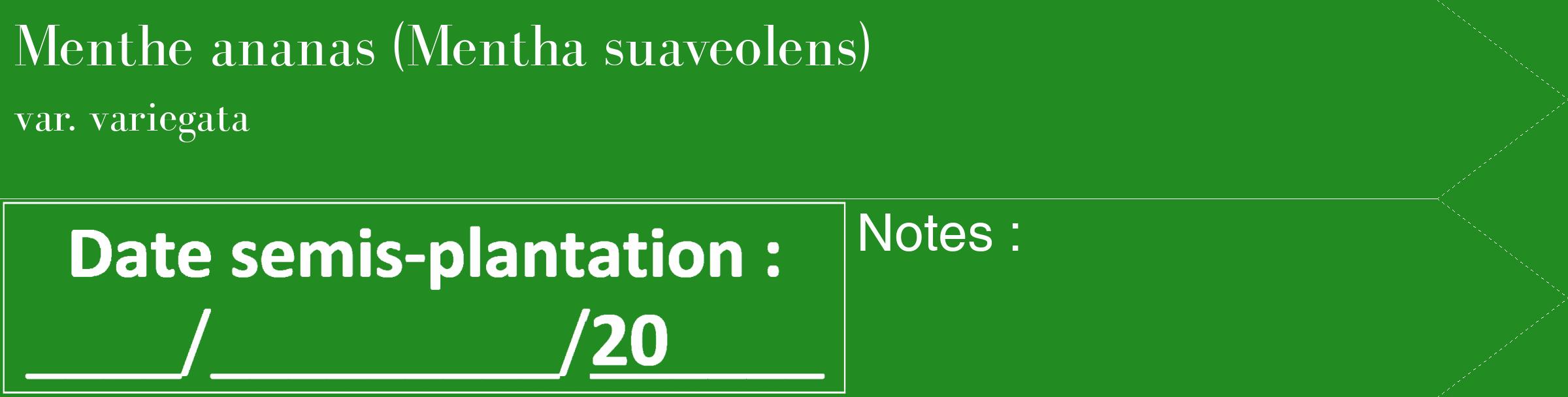 Étiquette de : Mentha suaveolens var. variegata - format c - style blanche10_simple_simplebod avec comestibilité