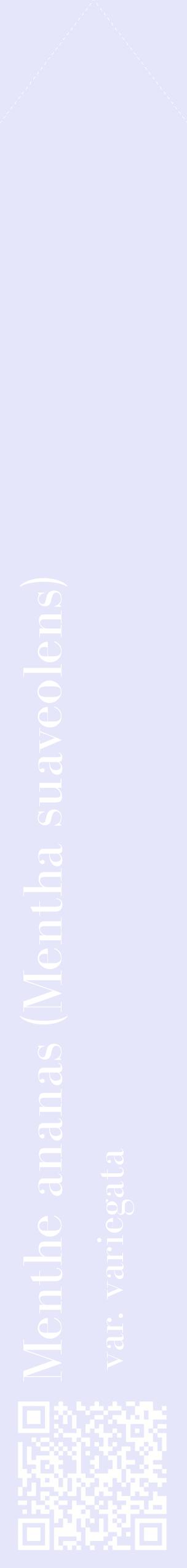 Étiquette de : Mentha suaveolens var. variegata - format c - style blanche55_simplebod avec qrcode et comestibilité