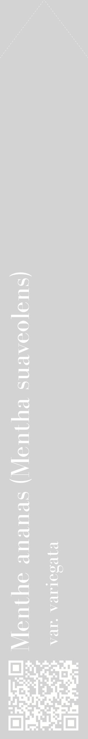 Étiquette de : Mentha suaveolens var. variegata - format c - style blanche56_simplebod avec qrcode et comestibilité
