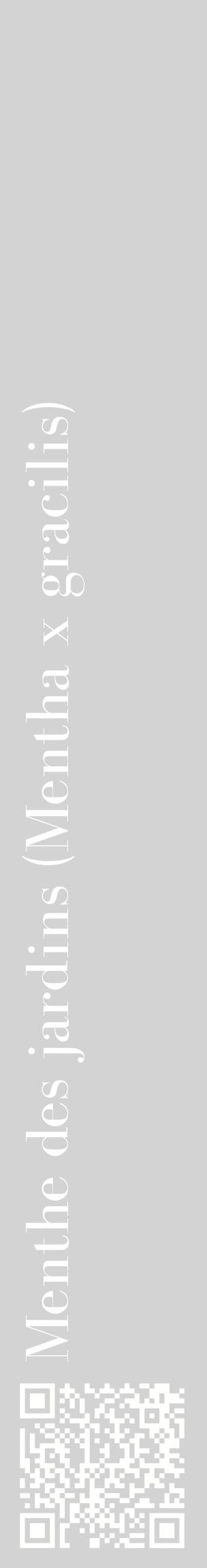 Étiquette de : Mentha x gracilis - format c - style blanche56_basiquebod avec qrcode et comestibilité