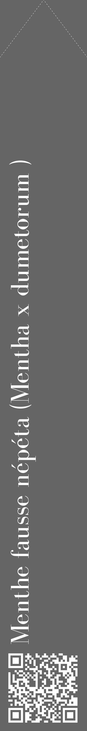 Étiquette de : Mentha x dumetorum  - format c - style blanche32_simple_simplebod avec qrcode et comestibilité - position verticale