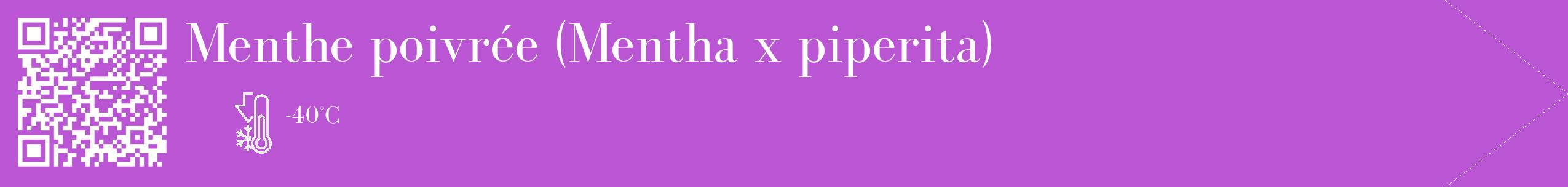 Étiquette de : Mentha x piperita - format c - style blanche50_simple_simplebod avec qrcode et comestibilité