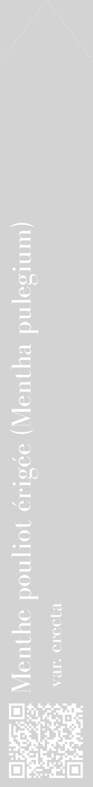 Étiquette de : Mentha pulegium var. erecta - format c - style blanche56_simplebod avec qrcode et comestibilité