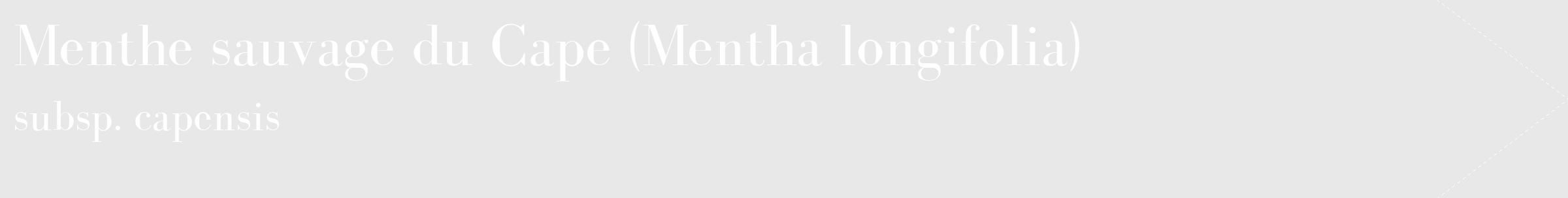 Étiquette de : Mentha longifolia subsp. capensis - format c - style blanche55_simple_simplebod avec comestibilité