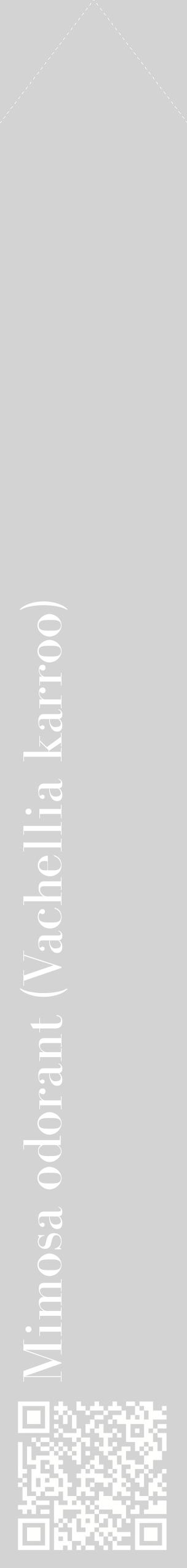 Étiquette de : Vachellia karroo - format c - style blanche56_simplebod avec qrcode et comestibilité