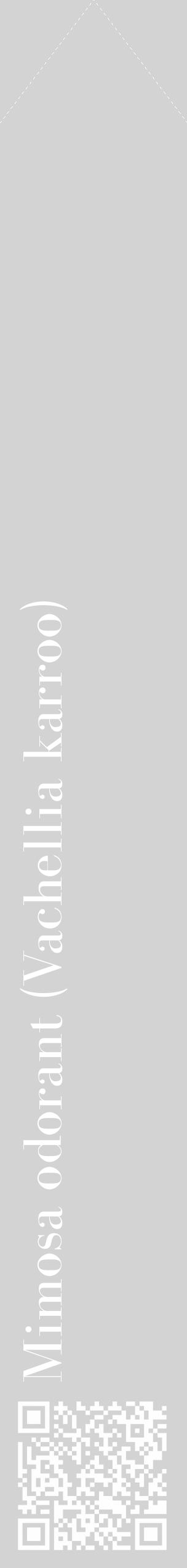 Étiquette de : Vachellia karroo - format c - style blanche56_simple_simplebod avec qrcode et comestibilité - position verticale