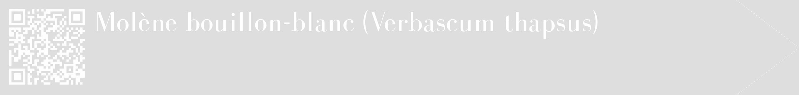 Étiquette de : Verbascum thapsus - format c - style blanche20_simple_simplebod avec qrcode et comestibilité